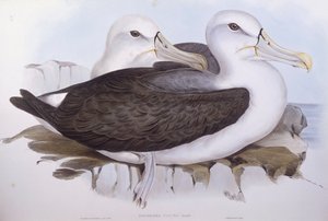 Schuwe albatros (Diomedea of Thalassarche cauta), Gravure door John Gould