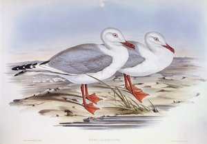 Zilvermeeuw (Larus novaehollandiae), gravure door John Gould door John Gould