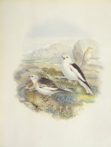Sneeuwgors (Plectrophenax nivalis), illustratie door John Gould