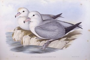Zuidelijke stormvogel (Fulmarus glacialoides), gravure door John Gould door John Gould