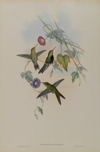Sporadinus Elegans: St. Domingo Kolibrie