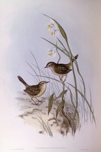 Gestreepte calamanthus (Calamanthus fuliginosus), Gravure door John Gould door John Gould