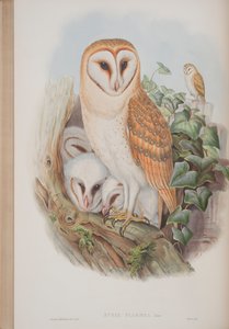 Strix Flammea, plaat uit The Birds of Great Britain door John Gould, 1862-73