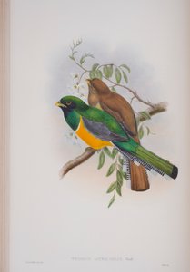 Trogon Atricollis, plaat uit The Birds of Great Britain van John Gould, gepubliceerd 1862-73 door John Gould