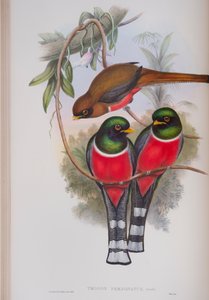 Trogon Personatus, plaat uit The Birds of Great Britain van John Gould, gepubliceerd 1862-73 door John Gould
