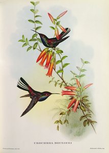 Urochroa Bougieri door John Gould