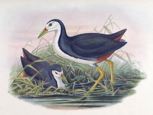 Witborst Waterhoen Amaurornis phoenicurus (Pennant)