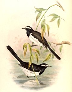 Witte Wagtail (Grote Bonte Wagtail) Motacilla maderaspatensis Gmelin door John Gould