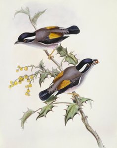 Witbrauwklauwierbabbelaar (Pteruthius flaviscapis), gravure