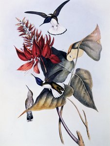 Witnek Jacobijn (Florisuga mellivora), gravure uit Monografie van Trochilidae of Kolibries (1849-1861), door John Gould