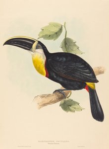 Osculerende toekan (Ramphastos osculans)