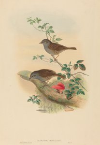 Heggenmus (Accentor modularis)