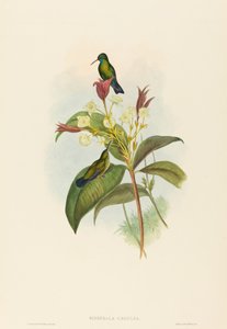 Blauwkin saffier door John Gould and H.C. Richter