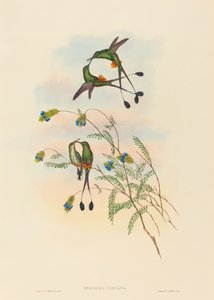 Spathura peruana (Peruaanse Racketstaart) door John Gould and H.C. Richter