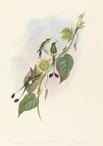 Spathura underwoodi (Witvoet Racketstaart) door John Gould and H.C. Richter