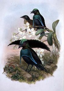 Lophornina - Super Paradijsvogel