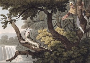 Mexicaanse hagedisvanger, gegraveerd door Matthew Dubourg, uitgegeven door Edward Orme