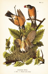 Amerikaanse roodborst, Turdus migratorius, mannetje 1, vrouwtje 2 en jongen in nest door John James (after) Audubon