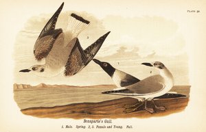 Bonapartes meeuw, Chroicocephalus philadelphia, mannetje lente 1, vrouwtje 2 en jong 3 in herfstkleed door John James (after) Audubon