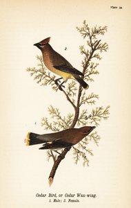 Cederpestvogel, Bombycilla cedrorum, mannetje 1, vrouwtje 2 door John James (after) Audubon