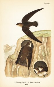 Schoorsteenzwaluw, Chaetura pelagica 1, oeverzwaluw, Riparia riparia 2, mannetjes