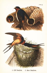Klitterswaluw, Petrochelidon pyrrhonota 1, en boerenzwaluw, Hirundo rustica 2