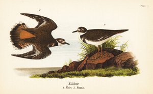 Killdeer, Charadrius vociferus, mannetje 1, vrouwtje 2 door John James (after) Audubon