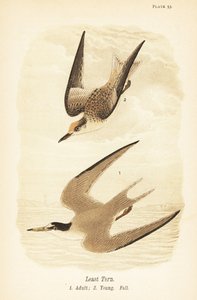 Dwergstern, Sternula antillarum, volwassen en jong in herfstkleed door John James (after) Audubon
