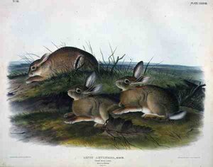 Lepus Artemesia (Worm Wood Hare), plaat 88 uit 