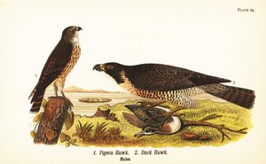 Sperwer, Falco columbarius 1, en slechtvalk met eend, Falco peregrinus 2