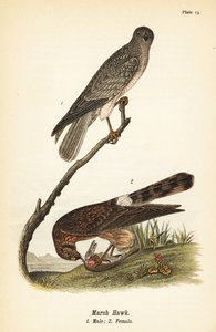 Noordelijke kiekendief, Circus hudsonius door John James (after) Audubon