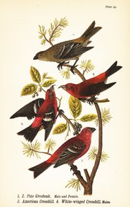 Pine grosbeak, Pinicola enucleator, mannetje 1, vrouwtje 2, Amerikaanse kruisbek of rode kruisbek, Loxia curvirostra 3, witvleugelkruisbek, Loxia leucoptera 4, mannetjes door John James (after) Audubon