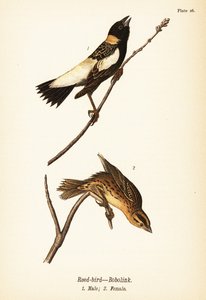 Bobolink, Dolichonyx oryzivorus, mannetje en vrouwtje door John James (after) Audubon