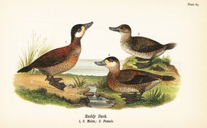 Rosse stekelstaart, Oxyura jamaicensis, mannetjes 1,2, en vrouwtje 3 door John James (after) Audubon