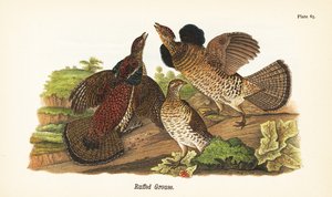 Kraaghoen, Bonasa umbellus door John James (after) Audubon