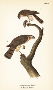 Sharp-shinned havik, Accipiter striatus, mannetje met prooi 1, vrouwtje 2
