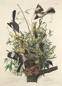 De Spotvogel door John James (after) Audubon