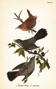 Winterkoning, Troglodytes hiemalis 1, en grijze katvogel, Dumetella carolinensis katvogel 2 door John James (after) Audubon