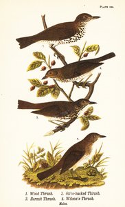 Houtlijster, Hylocichia mustelina 1, Swainson