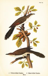 Geelsnavelkoekoek, Coccyzus americanus 1, en zwartsnavelkoekoek, Coccyzus erythropthalmus 2, mannetjes