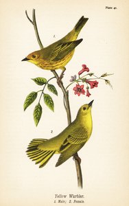 Geel zanger, Setophaga petechia, mannetje 1, vrouwtje 2 door John James (after) Audubon