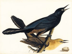 Een paar bootstaartgrackles