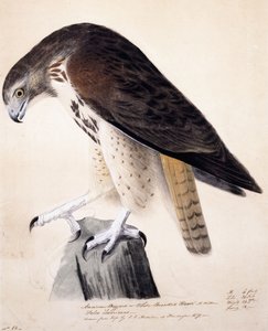 Amerikaanse buizerd of witborstbuizerd