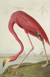 Amerikaanse Flamingo, uit "The Birds of America"