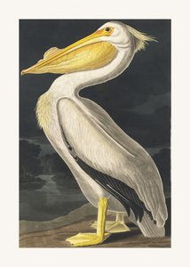  door John James Audubon