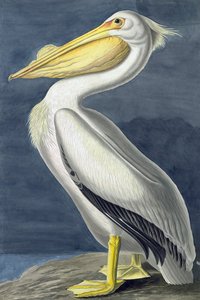 Amerikaanse witte pelikaan, Pelecanus Erythrorhynchos, uit "The Birds of America" door John J. Audubon, uitgegeven 1827-38