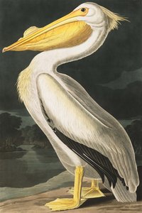 Amerikaanse witte pelikaan, Pelecanus Erythrorhynchos, uit "The Birds of America" door John J. Audubon, pub. 1827-38 door John James Audubon