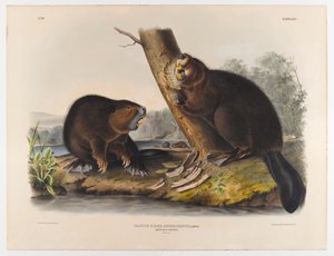 Amerikaanse bever, 1844 door John James Audubon