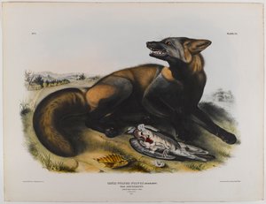 Amerikaanse kruisvos