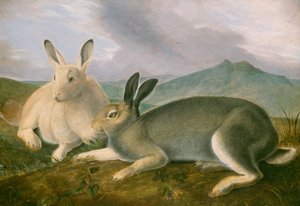 Arctische Haas, ca. 1841